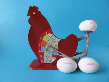 the red chicken