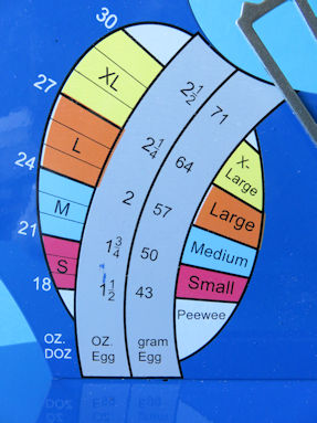 the sizes scale