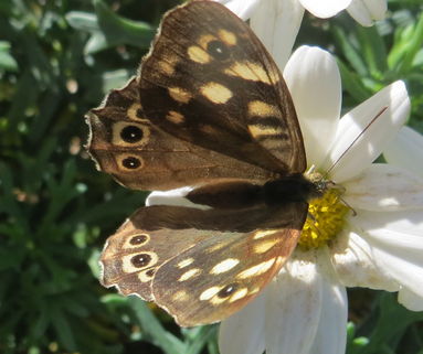 brievenweger, maker onbekend